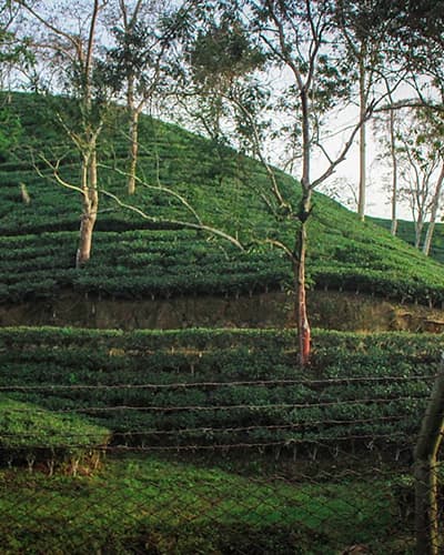 SyloTea tradition