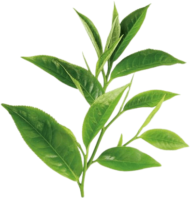 The Journey of Tea Leaves