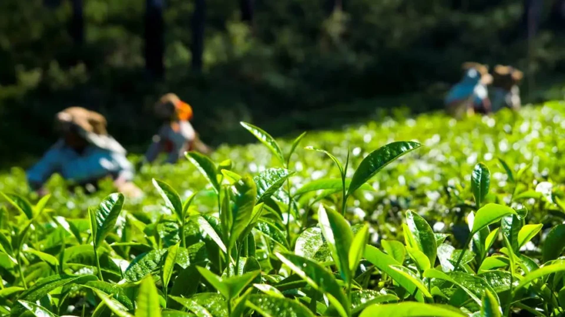 A Taste of Nature in Every Cup