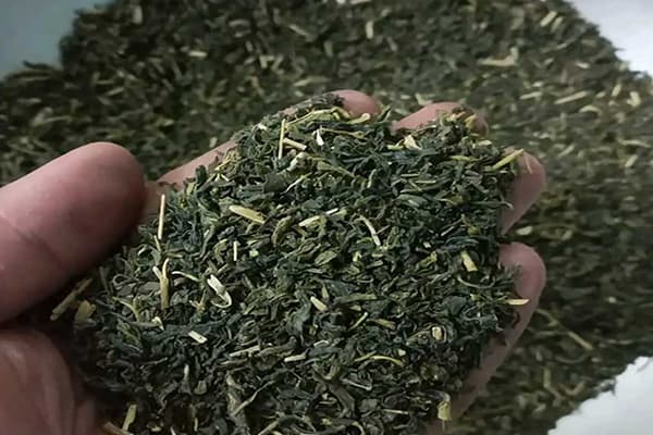 Green Tea